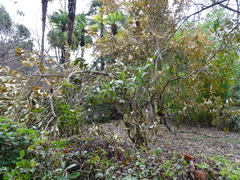 Cocculus laurifolius