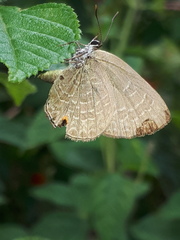 Anthene emolus goberus