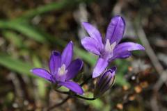 Brodiaea rosea rosea