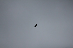 Buteogallus schistaceus