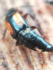 Tachinus subterraneus
