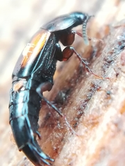 Tachinus subterraneus