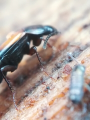 Tachinus subterraneus