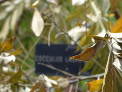 Cocculus laurifolius