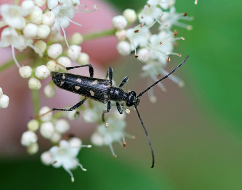 Long-winged Longhorn Beetle