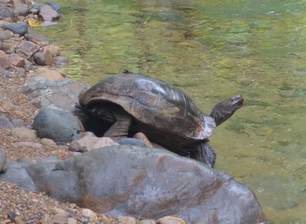 Asian Giant Tortoise