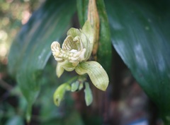 Claderia viridiflora