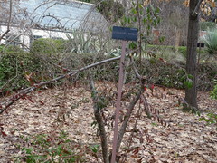 Cotoneaster × watereri