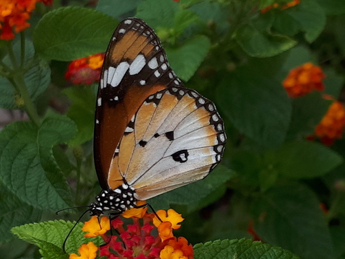 Plain Tiger Butterfly, photo 6 of 7