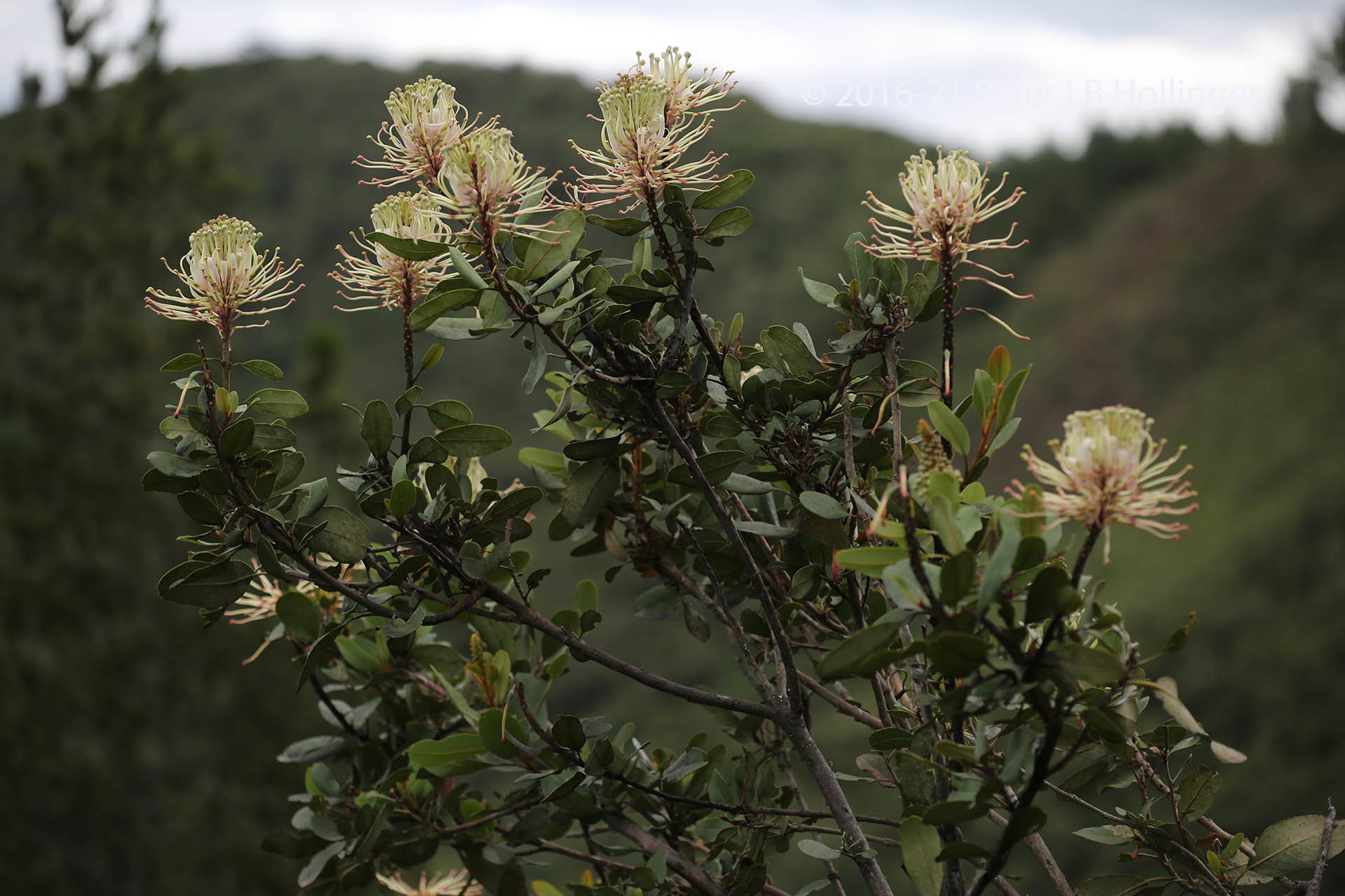 Oreocallis grandiflora image