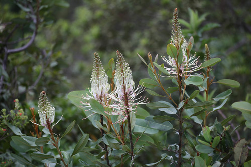 Oreocallis image