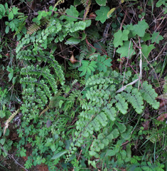 Adiantum henslovianum