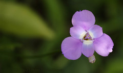 Ennealophus foliosus