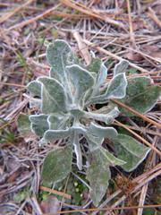 Chrysopsis floridana