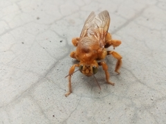 Neoxylocopa
