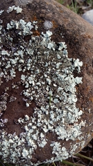 Fungi