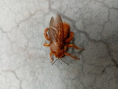 Neoxylocopa
