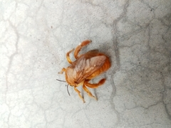 Neoxylocopa