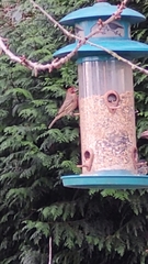 Haemorhous mexicanus