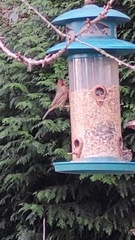 Haemorhous mexicanus