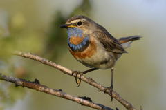 Luscinia svecica svecica
