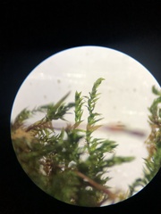 Anacamptodon splachnoides