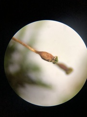 Anacamptodon splachnoides