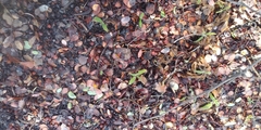 Arbutus menziesii
