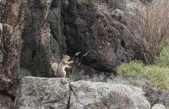 Sciurus anomalus