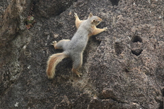 Sciurus anomalus