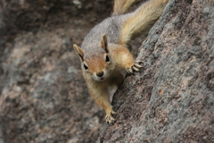 Sciurus anomalus