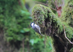 Periparus ater michalowskii