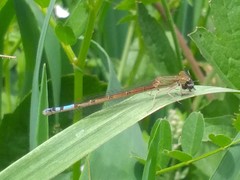 Oxyallagma dissidens