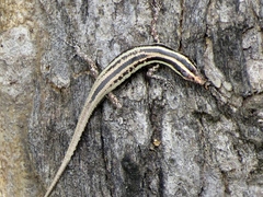 Cryptoblepharus balinensis
