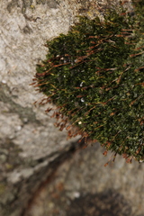 Anacamptodon splachnoides