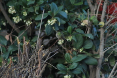 Sephanoides sephaniodes