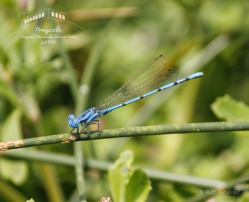 Argia inculta