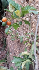 Solanum