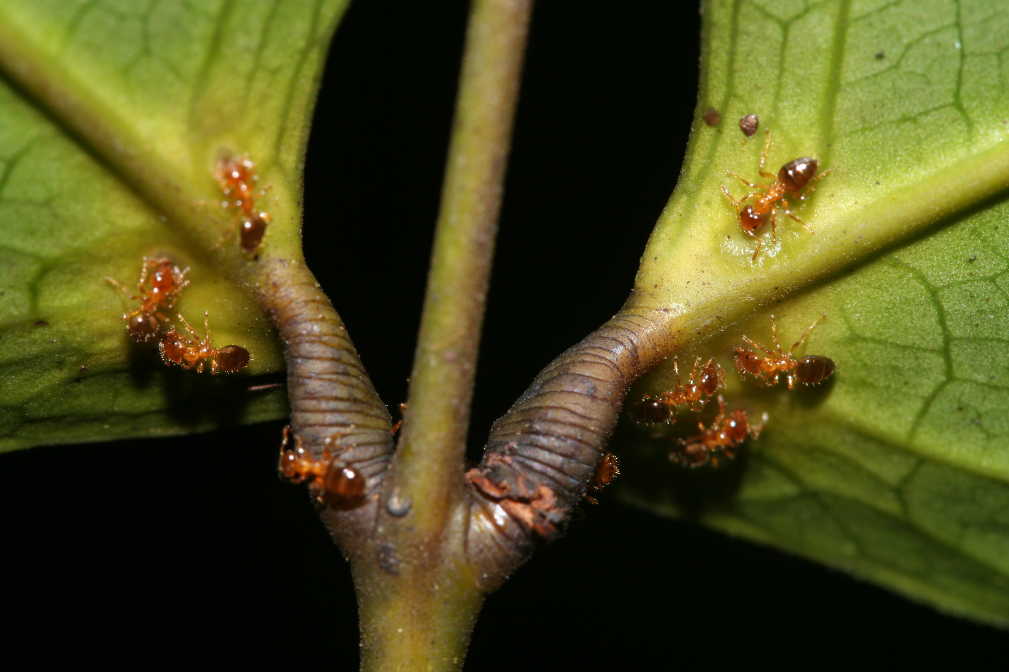 Petalomyrmex phylax