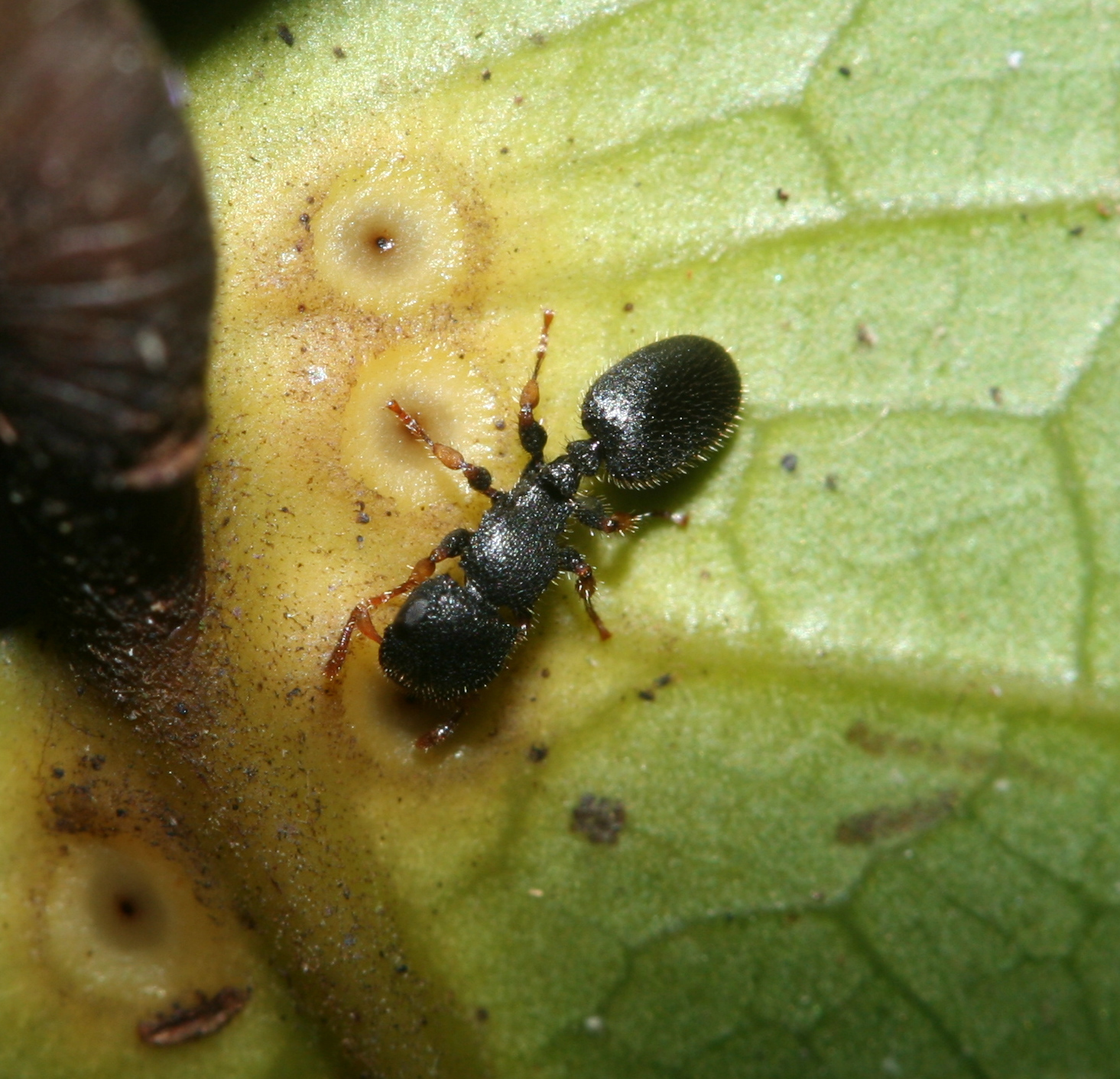 Cataulacus mckeyi