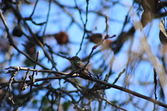 Sephanoides sephaniodes