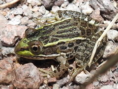 Lithobates chiricahuensis