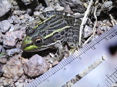Lithobates chiricahuensis