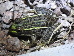 Lithobates chiricahuensis