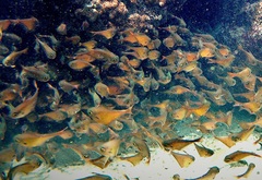 Pempheris oualensis