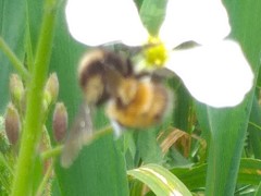Bombus robustus