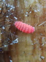 Bilobella braunerae