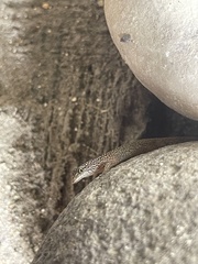 Sphaerodactylus