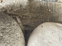 Sphaerodactylus