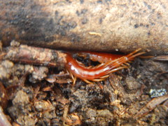 Scolopocryptops spinicaudus